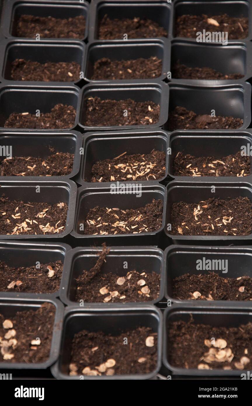 Seedbeds hires stock photography and images Alamy