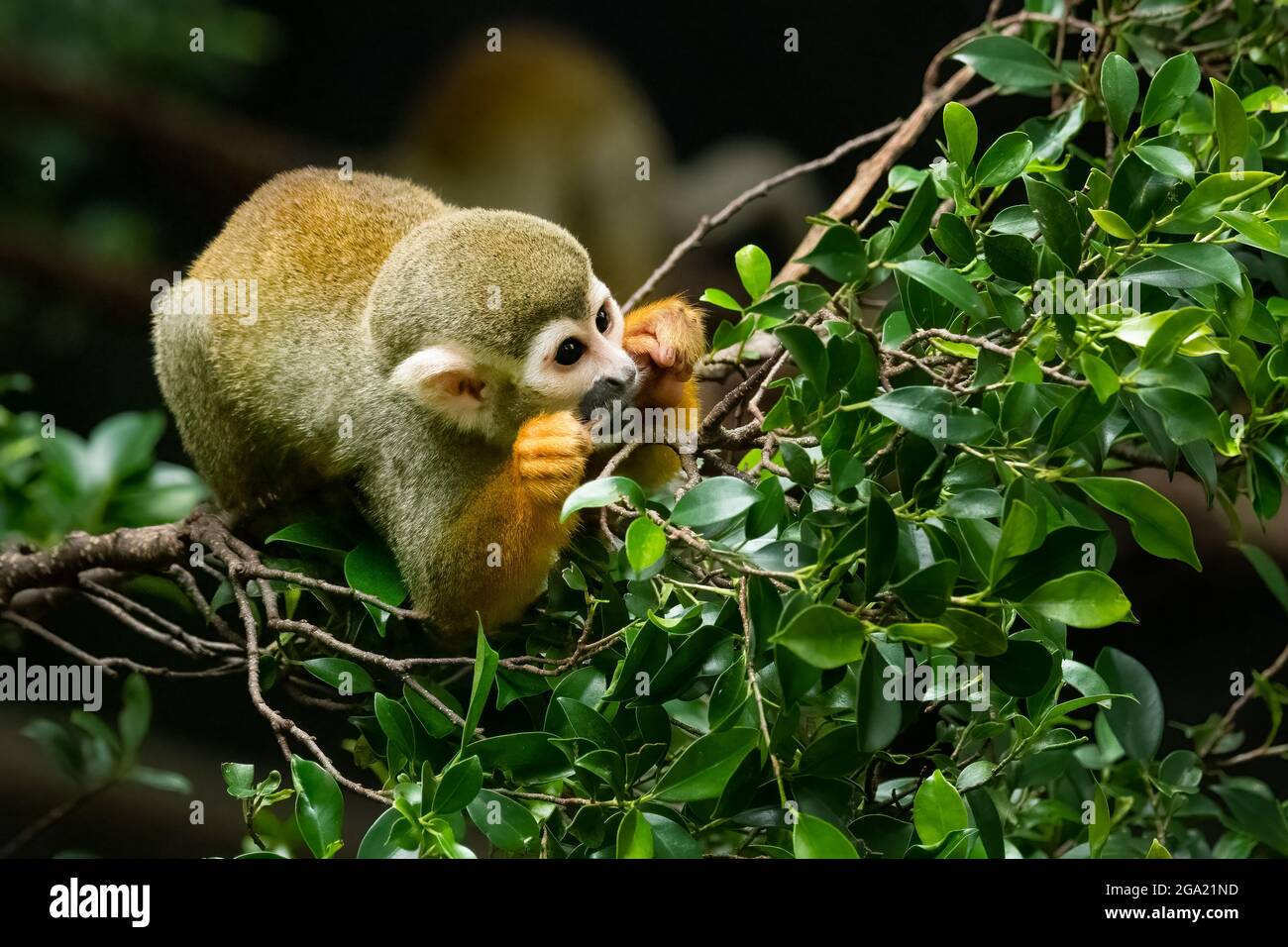 Common Squirrel Monkey biting tree branch looking into a distance Stock Photo