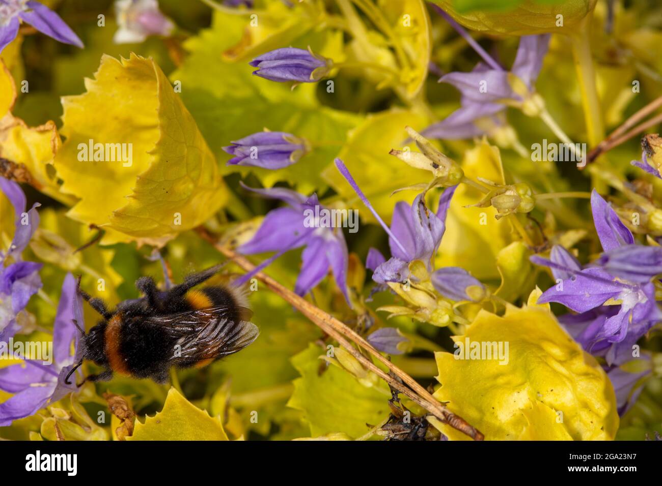 Prolific Campanula Garganica ‘Dickson’s Gold’ in full flower, close-up plant portrait Stock Photo