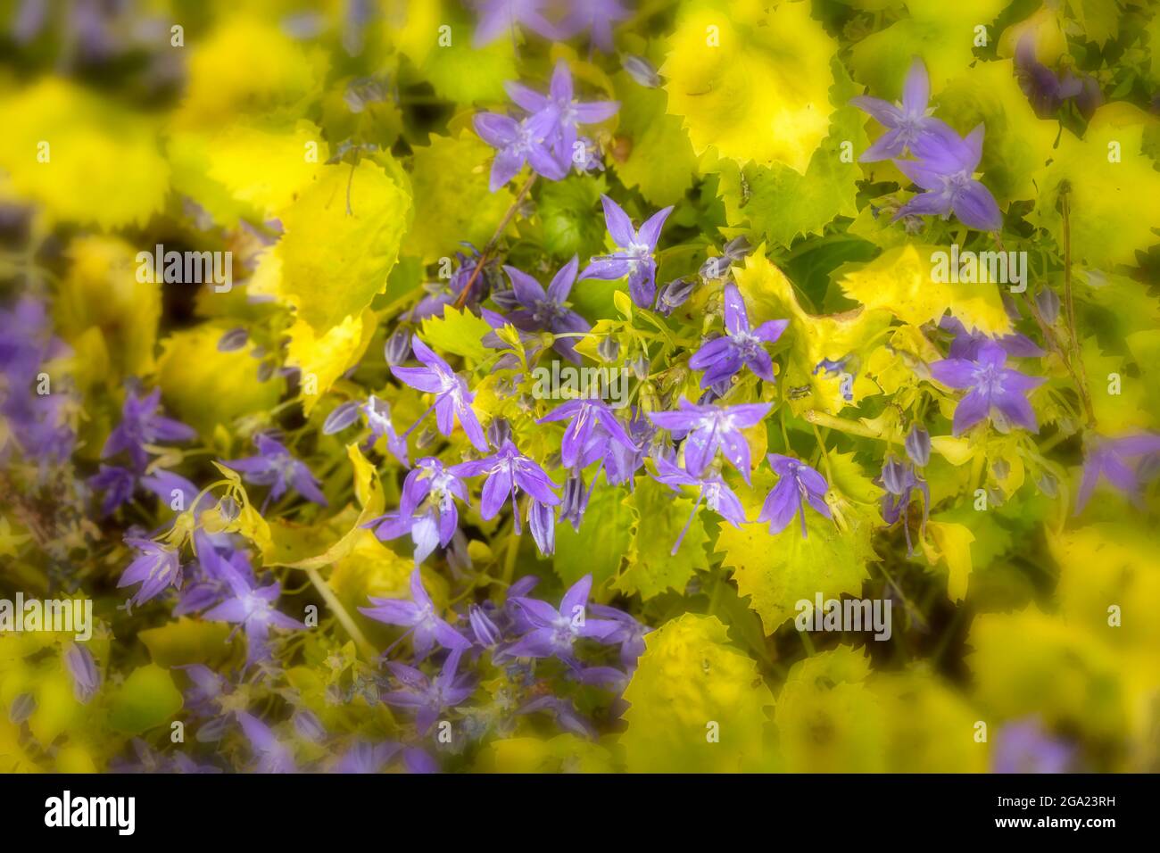 Prolific Campanula Garganica ‘Dickson’s Gold’ in full flower, close-up plant portrait Stock Photo