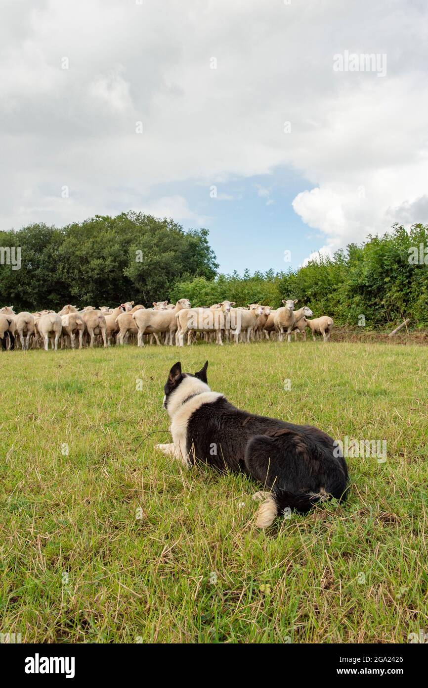 Border Collie sheepdog rounding up sheep Stock Photo