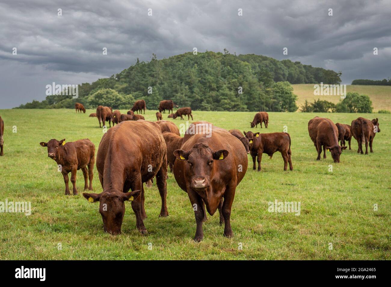 herd of Ruby Devon cows and calves Stock Photo