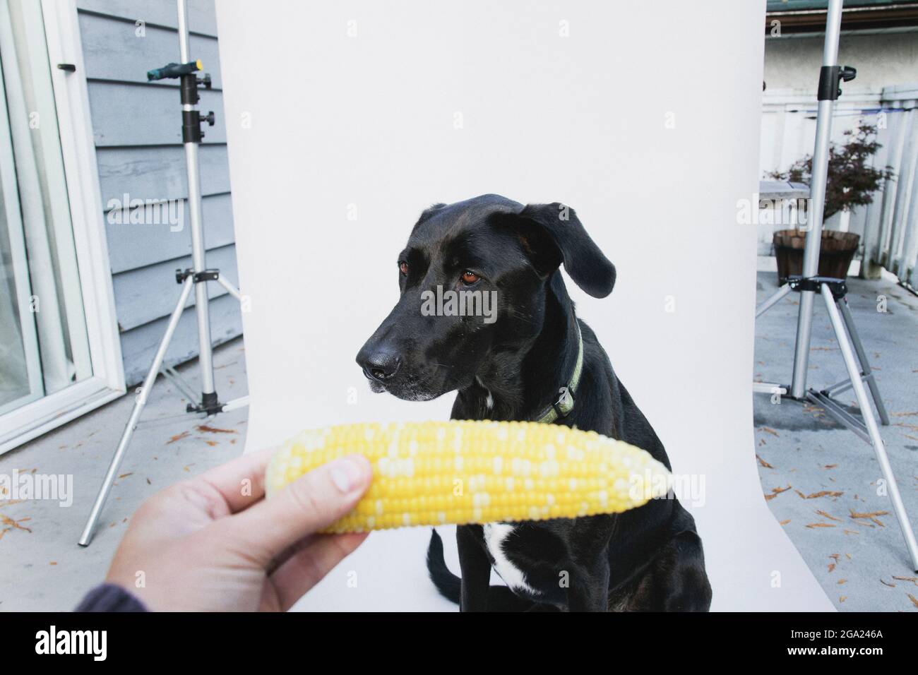 Portrait of a black dog and a cob of corn. Stock Photo