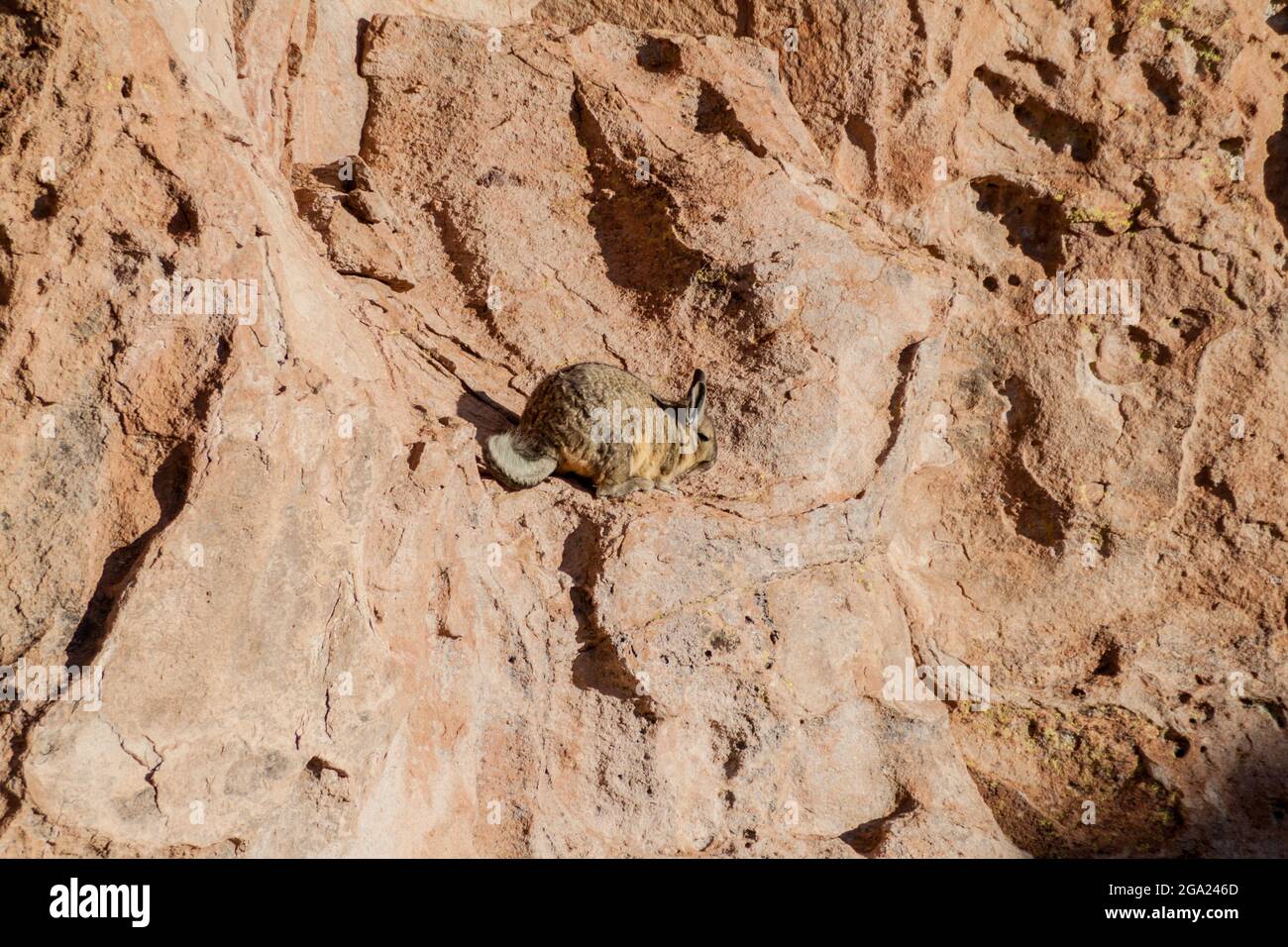 Southern viscacha (Lagidium viscacia) in the Sur Lipez desert, Bolivia Stock Photo
