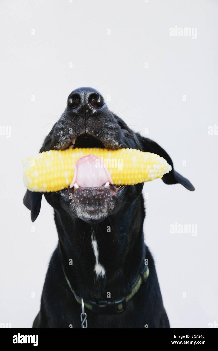 Portrait of a black dog and a cob of corn. Stock Photo