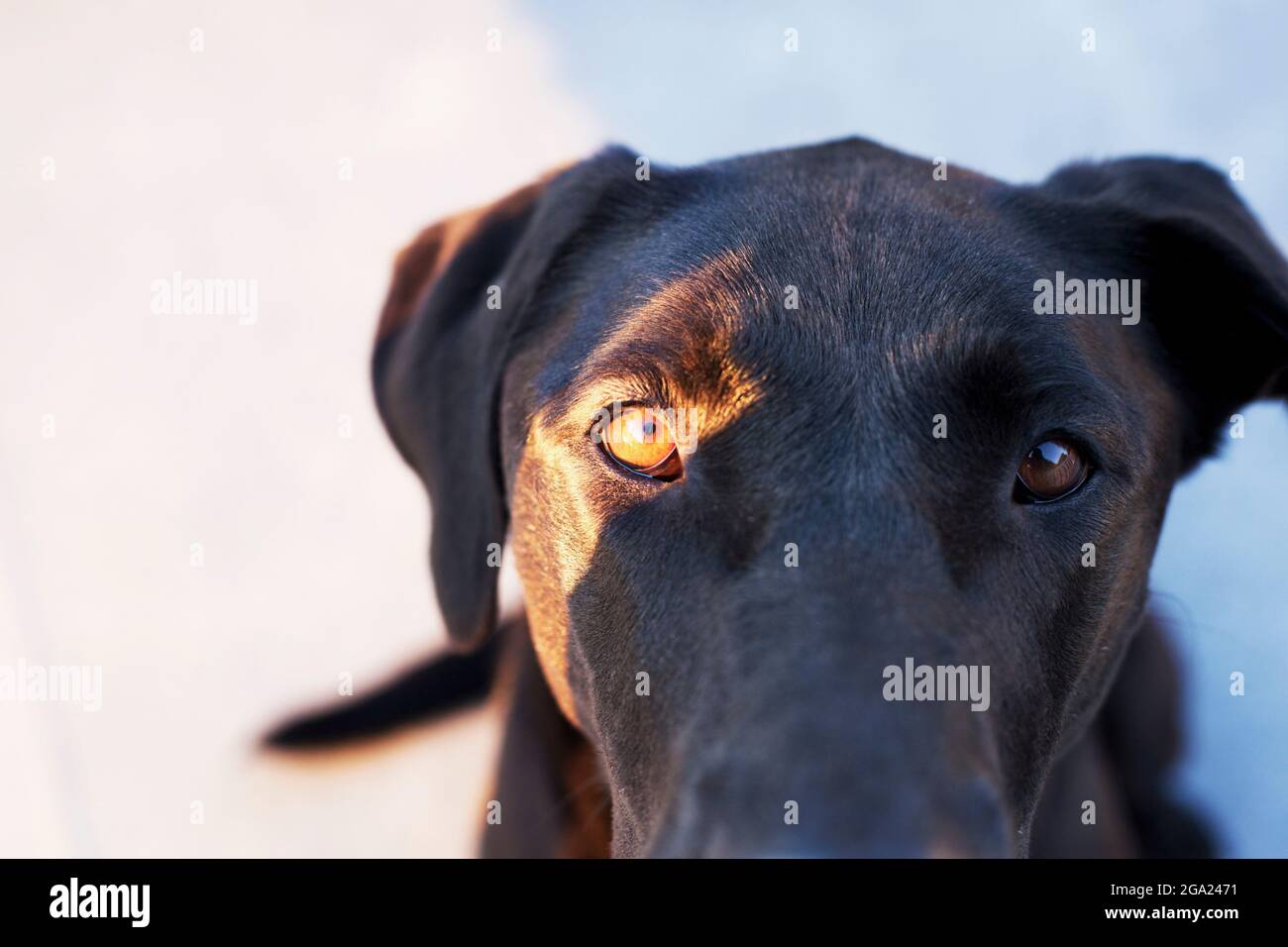 Portrait of mixed breed black female dog. Stock Photo