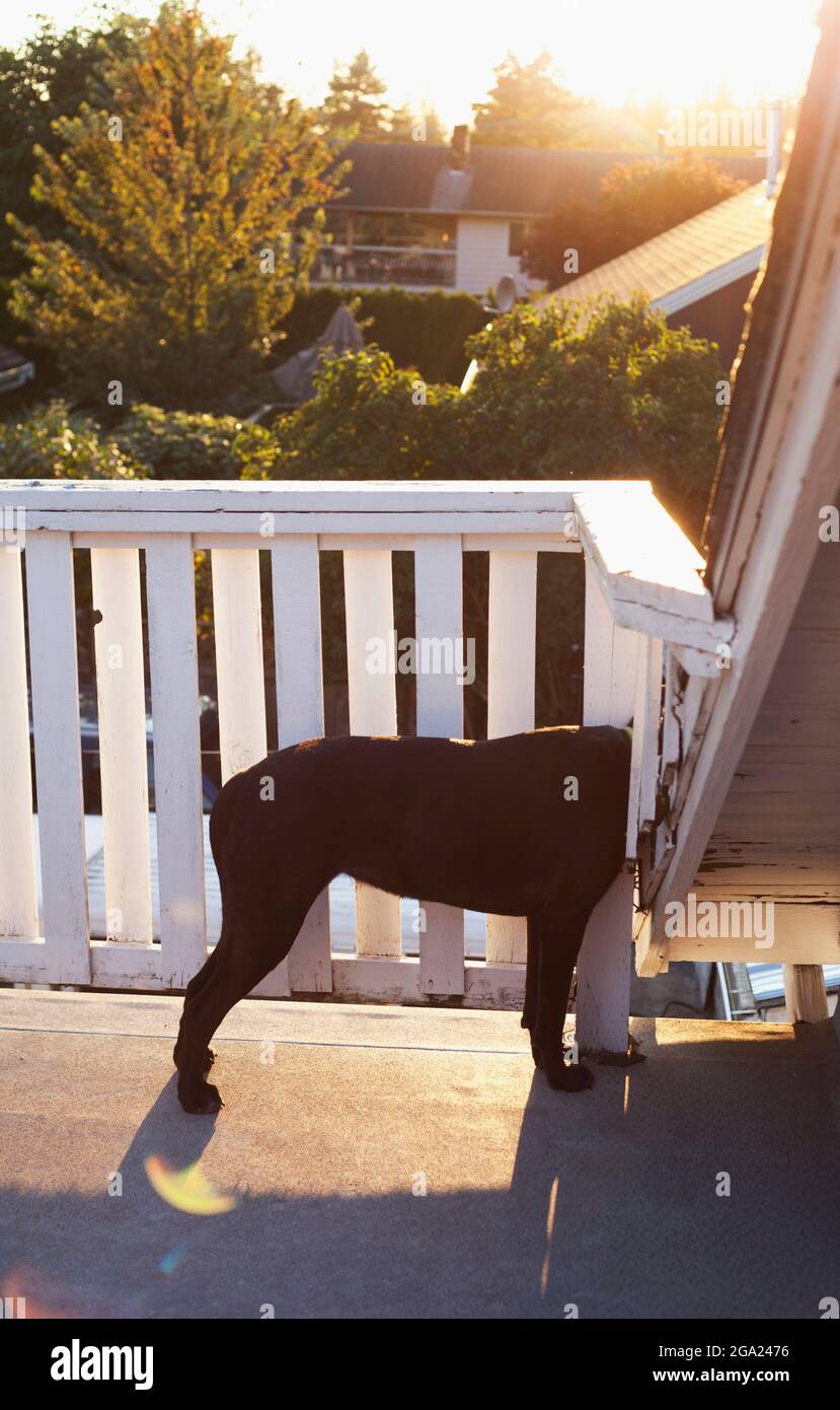 Partial portrait of a black dog. Stock Photo