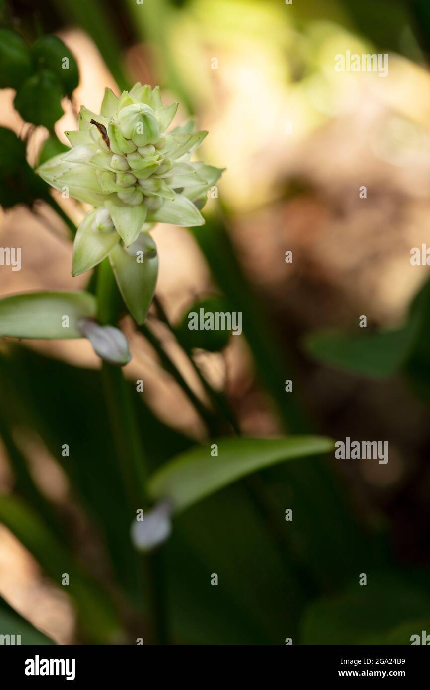 Hosta Sieboldiana, close up foliage and flower Stock Photo