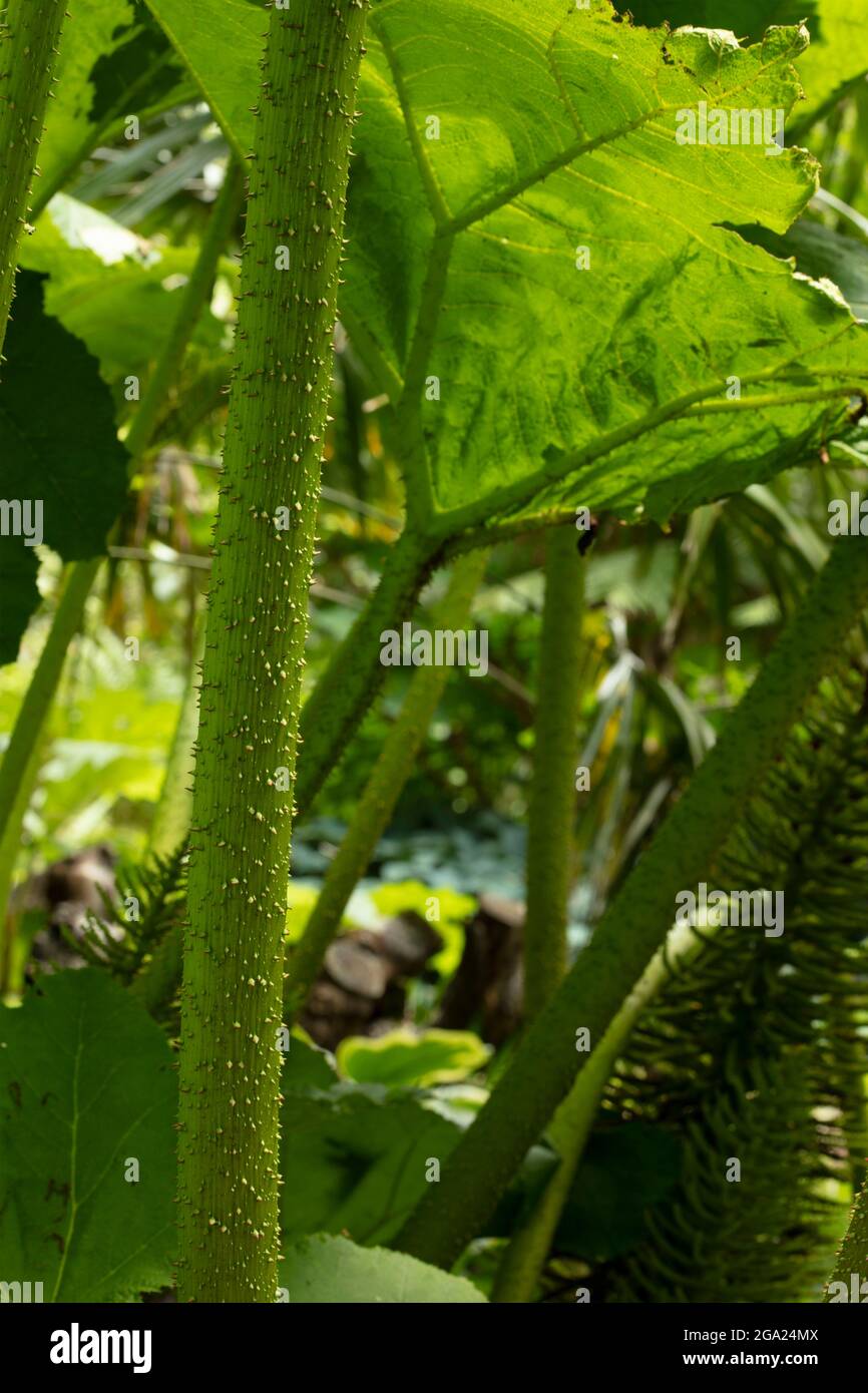 Close-up and semi-abstract plant portrait of Gunnera Manicata, giant rhubarb, Chilean rhubarb, patterns and textures in nature Stock Photo