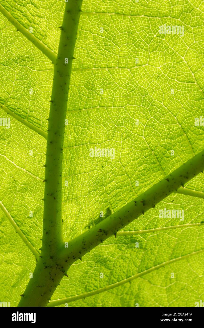 Close-up and semi-abstract plant portrait of Gunnera Manicata, giant rhubarb, Chilean rhubarb, patterns and textures in nature Stock Photo