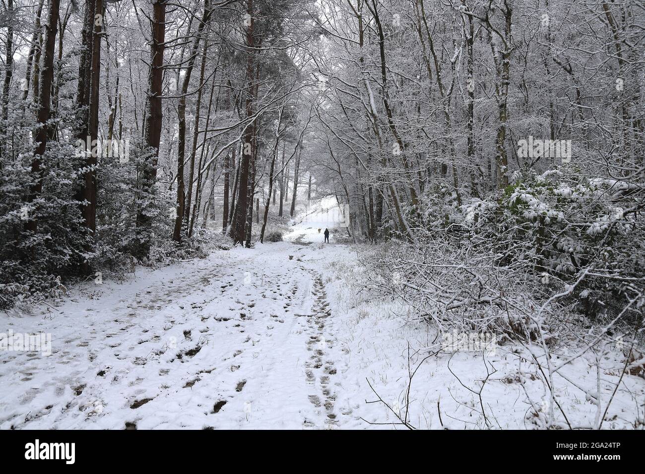 Woman walking her dog in the snow covered woodland Stock Photo