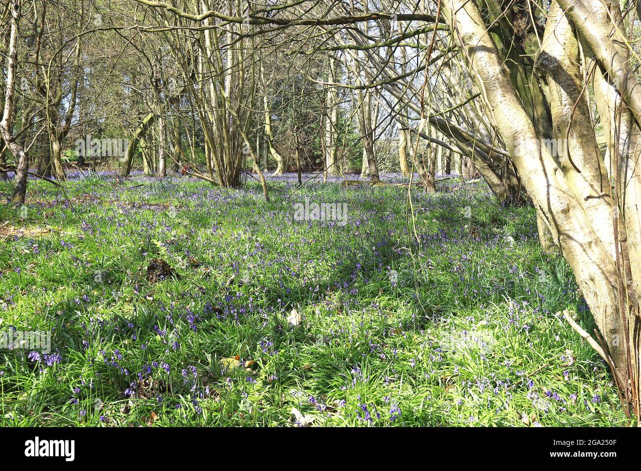 Bluebell woods in the Spring Stock Photo