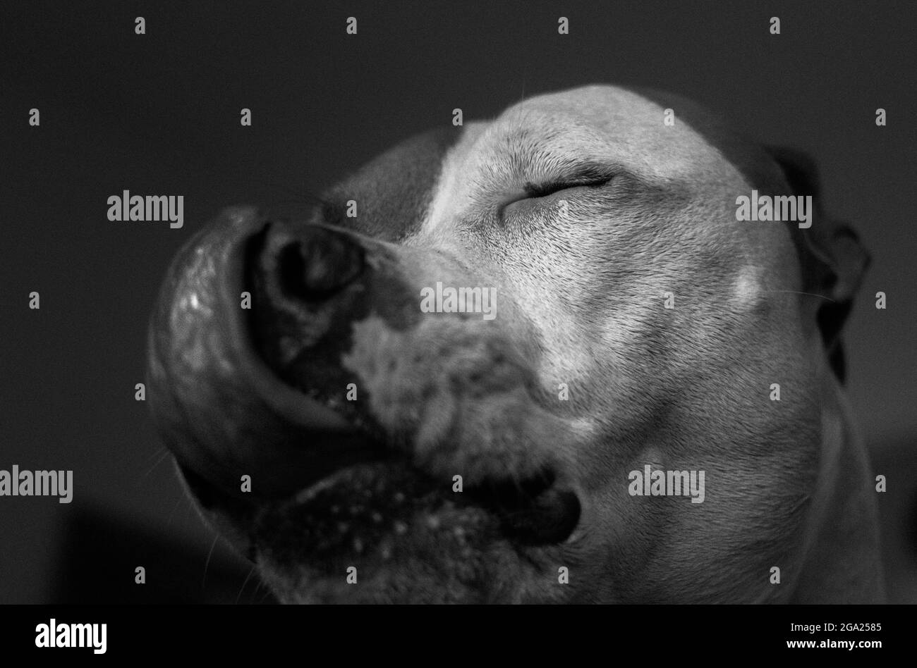 Close up of the tongue of a dog (American Staffordshire Pit Bull Terrier and American Pit Bull Terrier) (Canis lupus familiaris) licking his lips Stock Photo