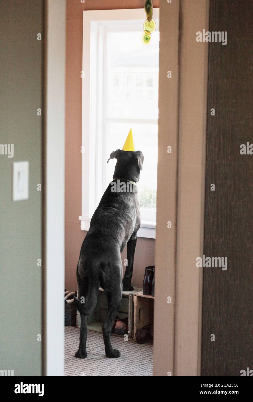 Dog waiting for birthday party to arrive. Stock Photo