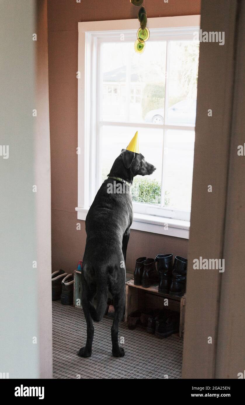 Dog waiting for birthday party to arrive. Stock Photo