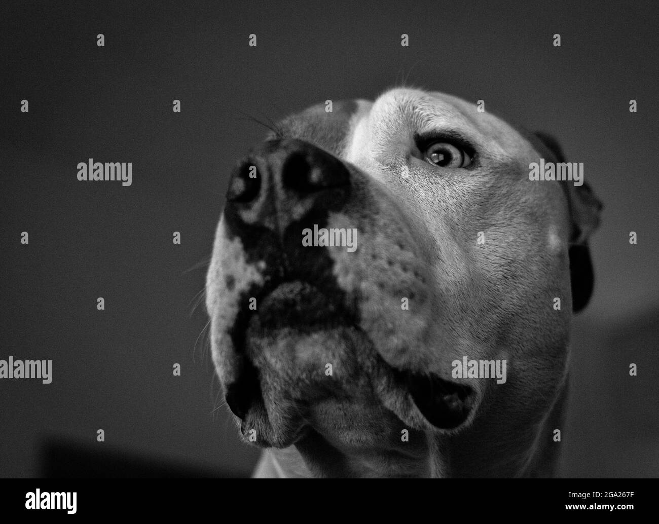 Close up of a mixed breed dog (American Staffordshire Pit Bull Terrier and American Pit Bull Terrier) (Canis lupus familiaris) looking concerned Stock Photo