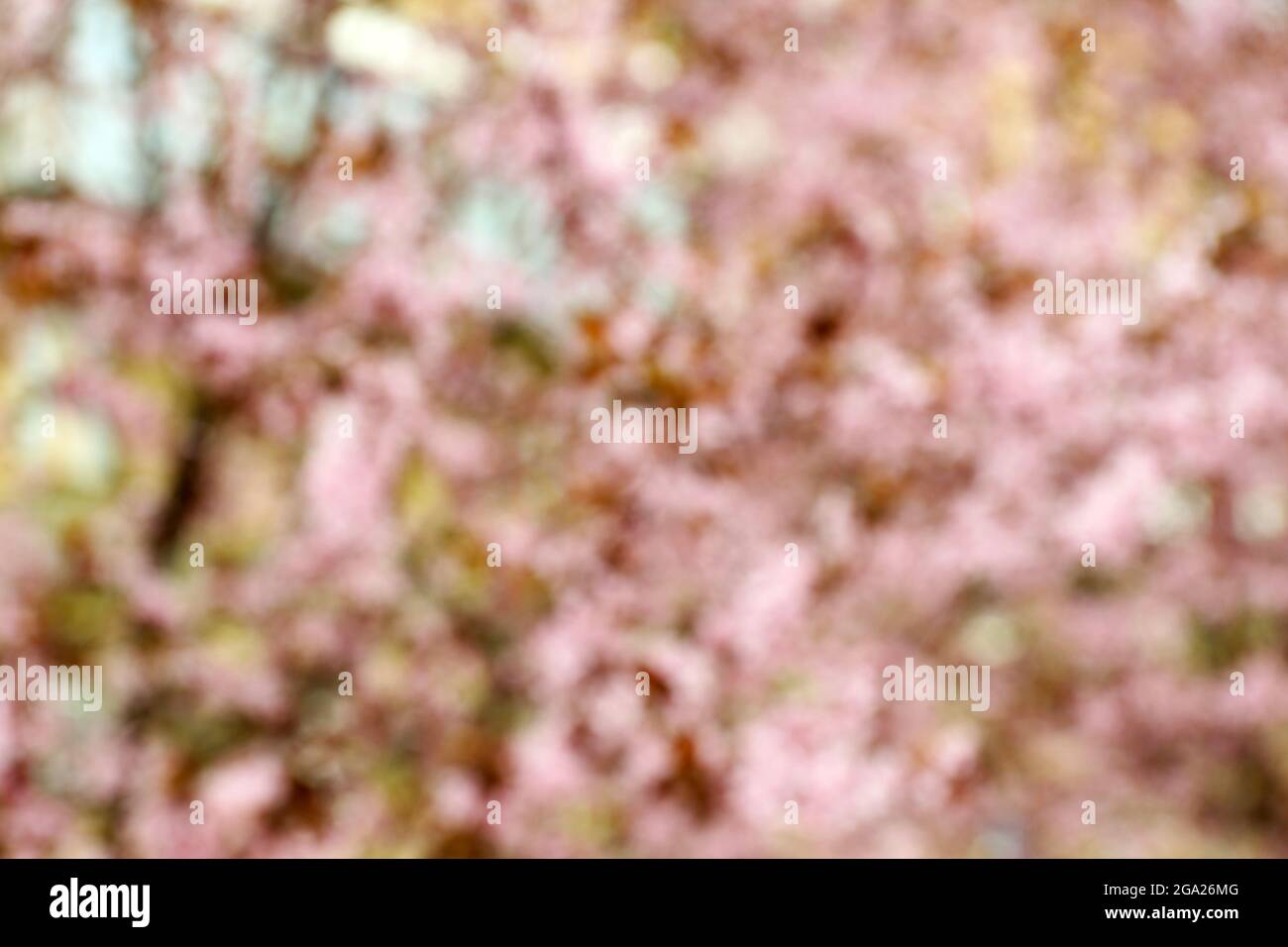 Blurred nature background with cherry blossoms Stock Photo - Alamy