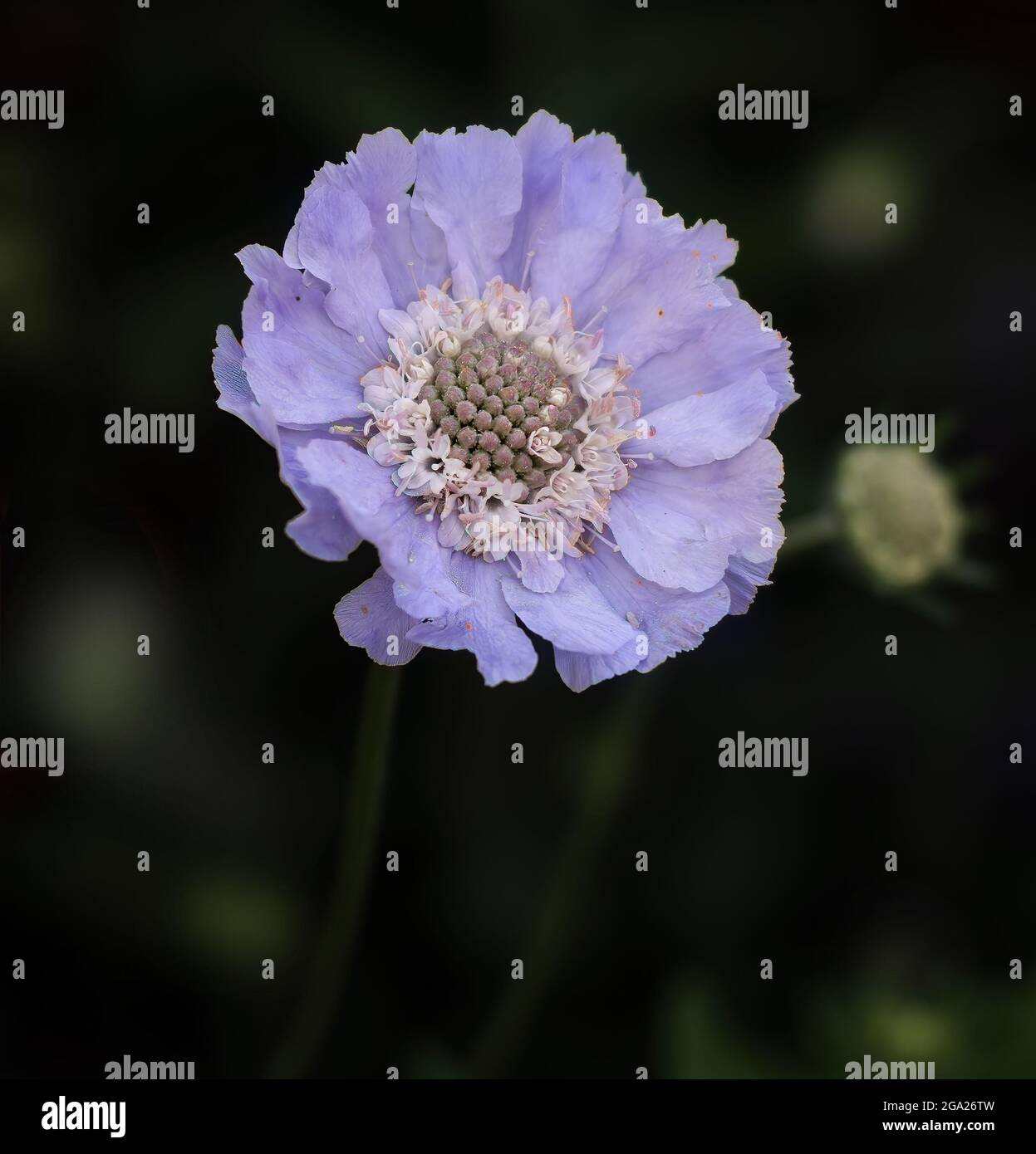 Scabies flower in blue Stock Photo Alamy