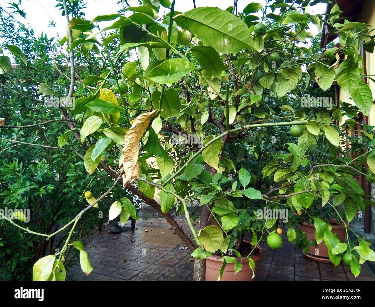 lemon tree in the garden Stock Photo - Alamy