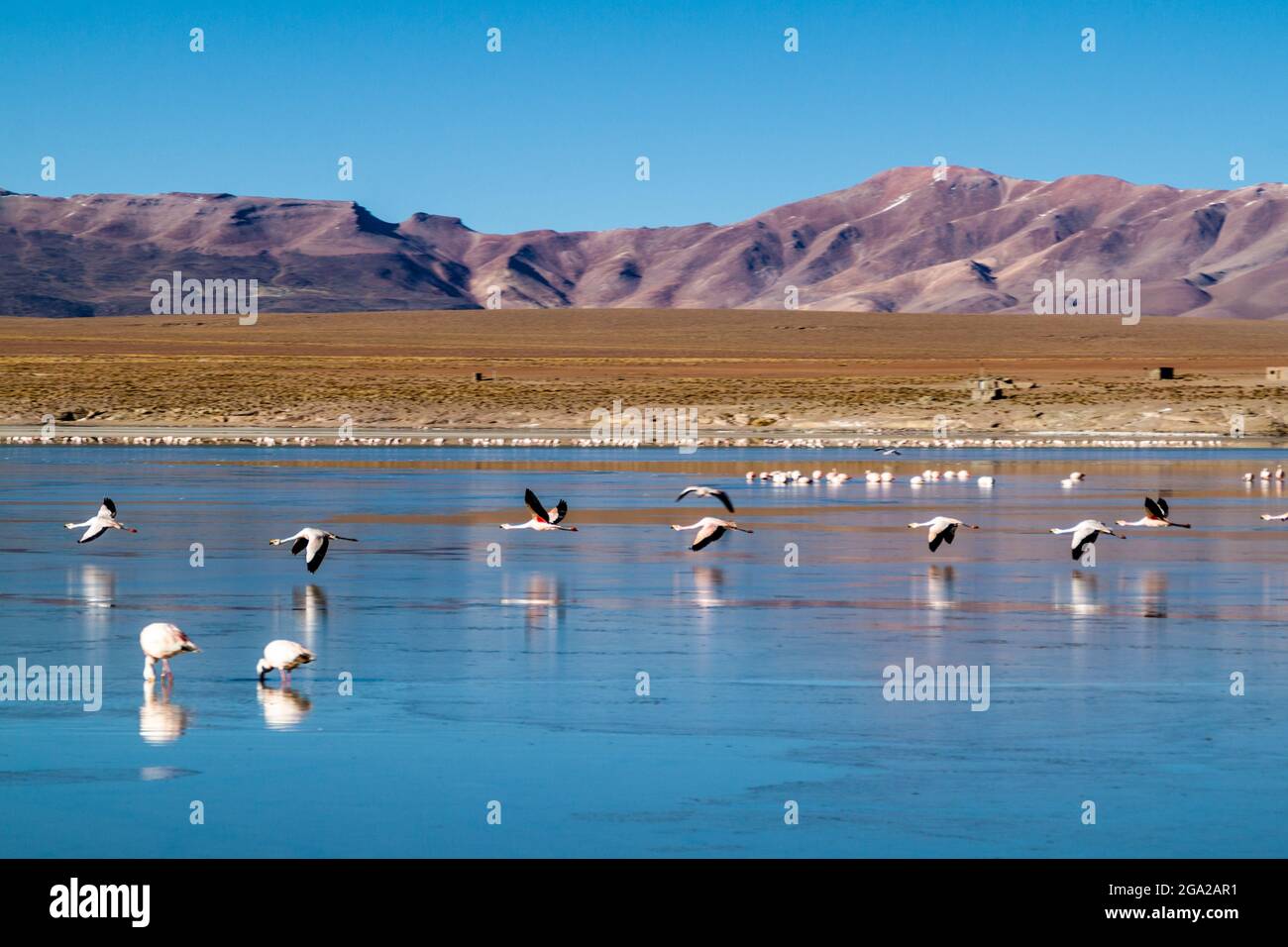 There is plenty of flamingos living in Laguna Collpa lake in Reserva Nacional de Fauna Andina Eduardo Avaroa protected area, Bolivia Stock Photo