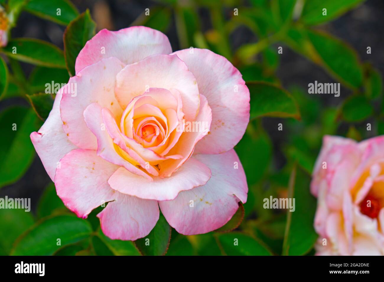 Large pink rose that has seen better days but still holding up -04 Stock Photo