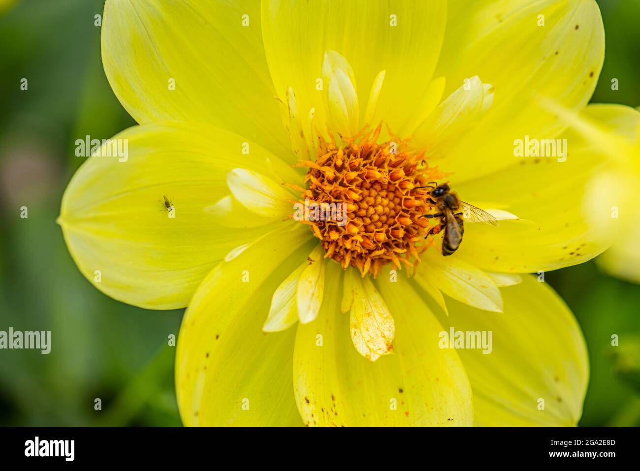 Flower of a Dahlia Clair de lune Stock Photo - Alamy