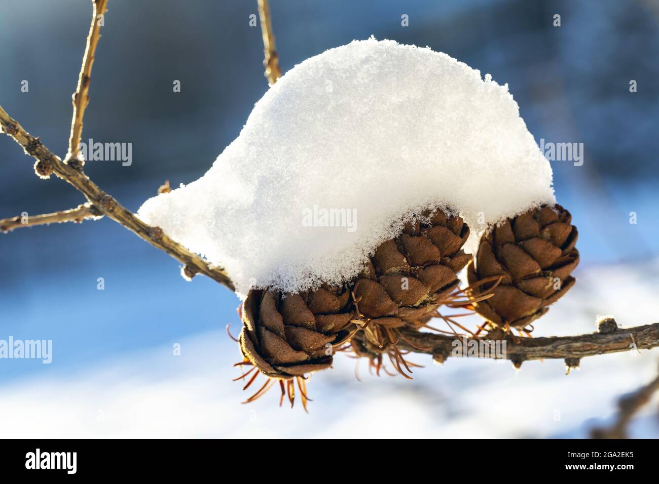Larch with snow hi-res stock photography and images - Alamy