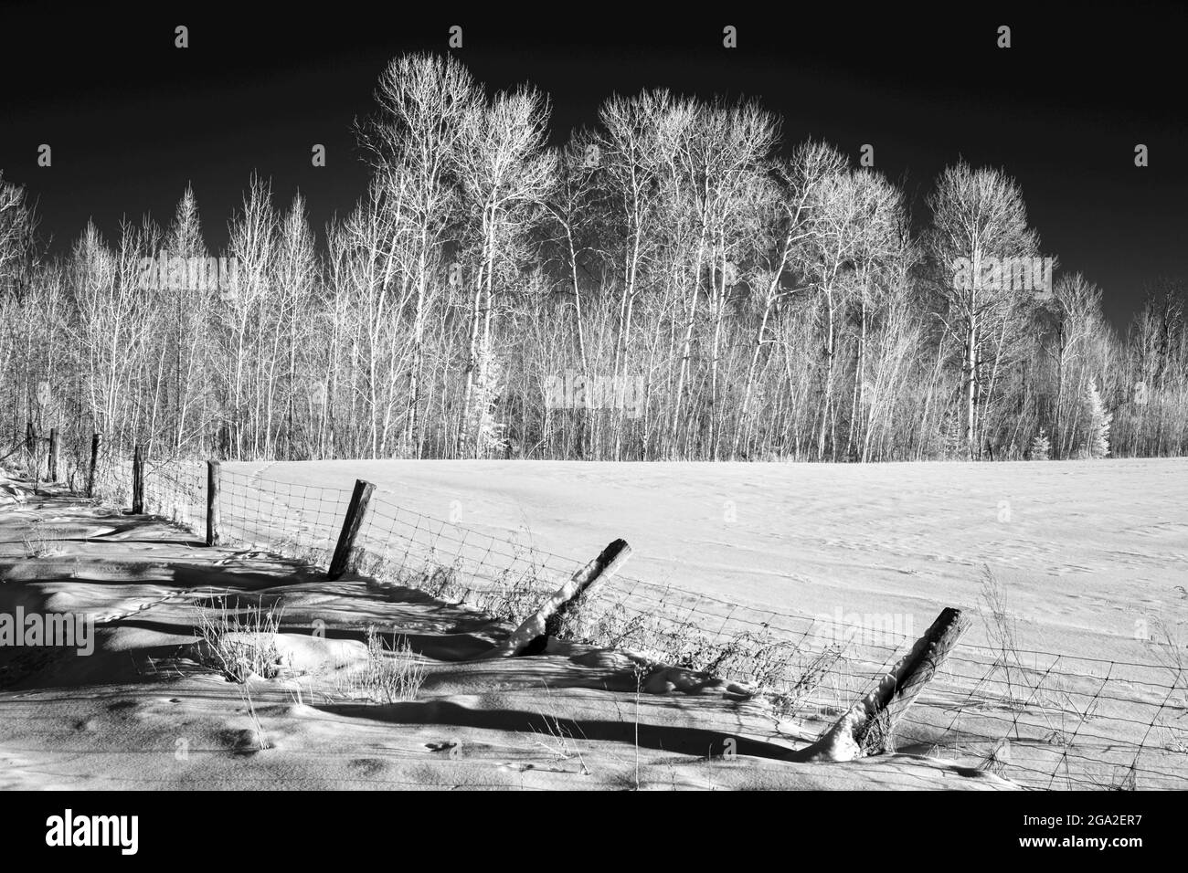 Winter trees photographed in infrared; Ontario, Canada Stock Photo