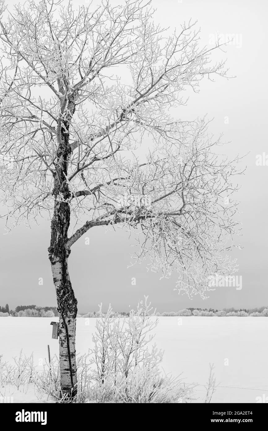 Frosty trees in winter; Nipigon, Ontario, Canada Stock Photo