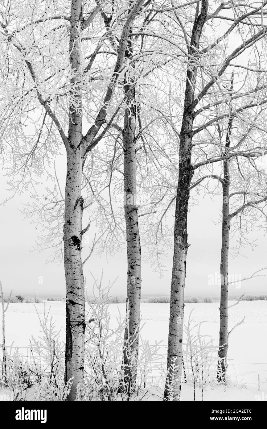 Frosty trees in winter; Ontario, Canada Stock Photo