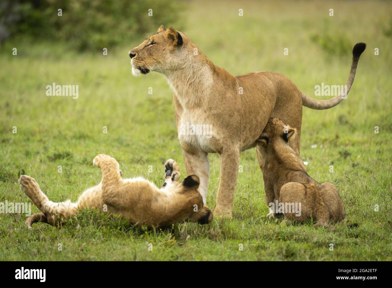 Lioness (Panthera leo leo) stands by playful cubs on grass, Maasai Mara ...