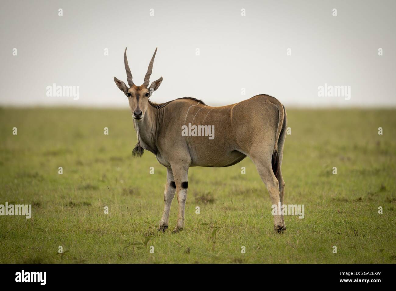 Common eland (Taurotragus oryx) stands on grass watching camera, Maasai Mara National Reserve; Narok, Masai Mara, Kenya Stock Photo