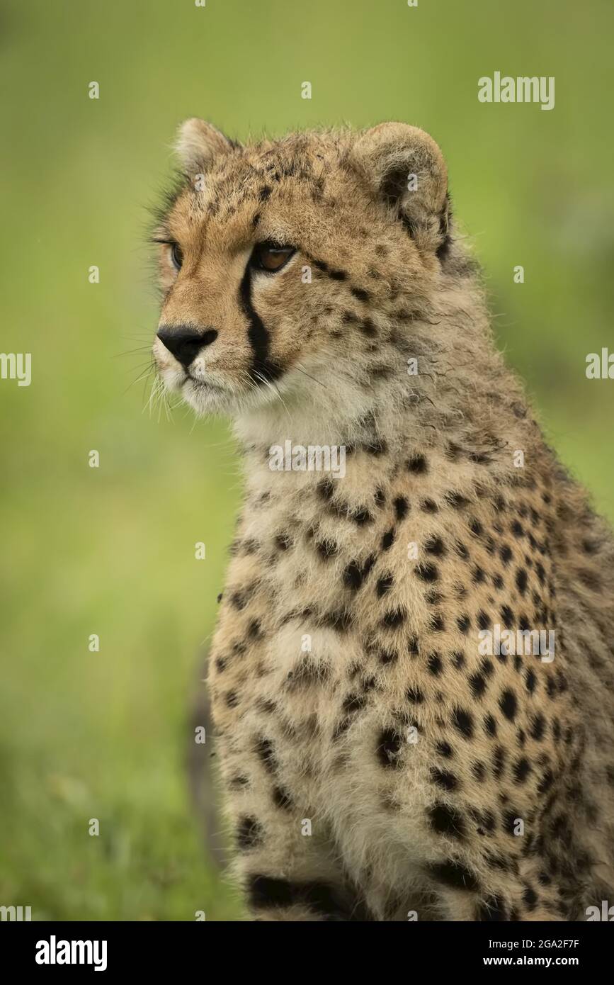 Cheetah, cub, grass hires stock photography and images Alamy