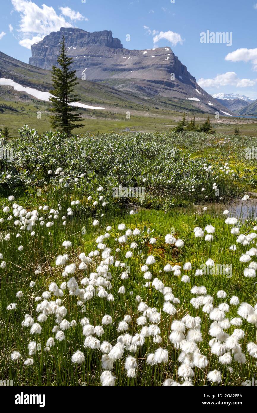 Wildflowers in a meadow in the Canadian Rocky Mountains, Banff National Park; Alberta, Canada Stock Photo