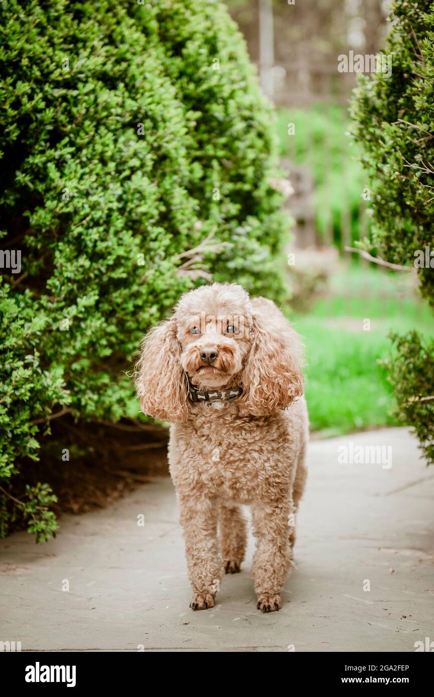 A blond poodle looking into the camera while standing on a sidewalk outside Stock Photo