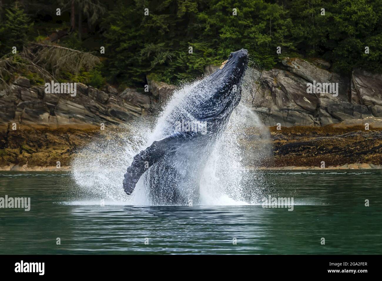 Breaching Humpback Whale (Megaptera novaeangliae) in Chatham Strait, Tongass National Forest, Southeast Alaska; Alaska, United States of America Stock Photo