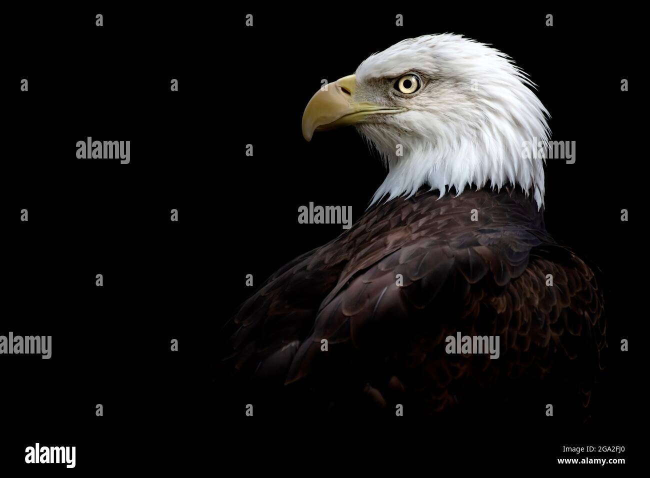 Side profile portrait of a Bald eagle (Haliaeetus leucocephalus) on a black background; Nebraska, United States of America Stock Photo