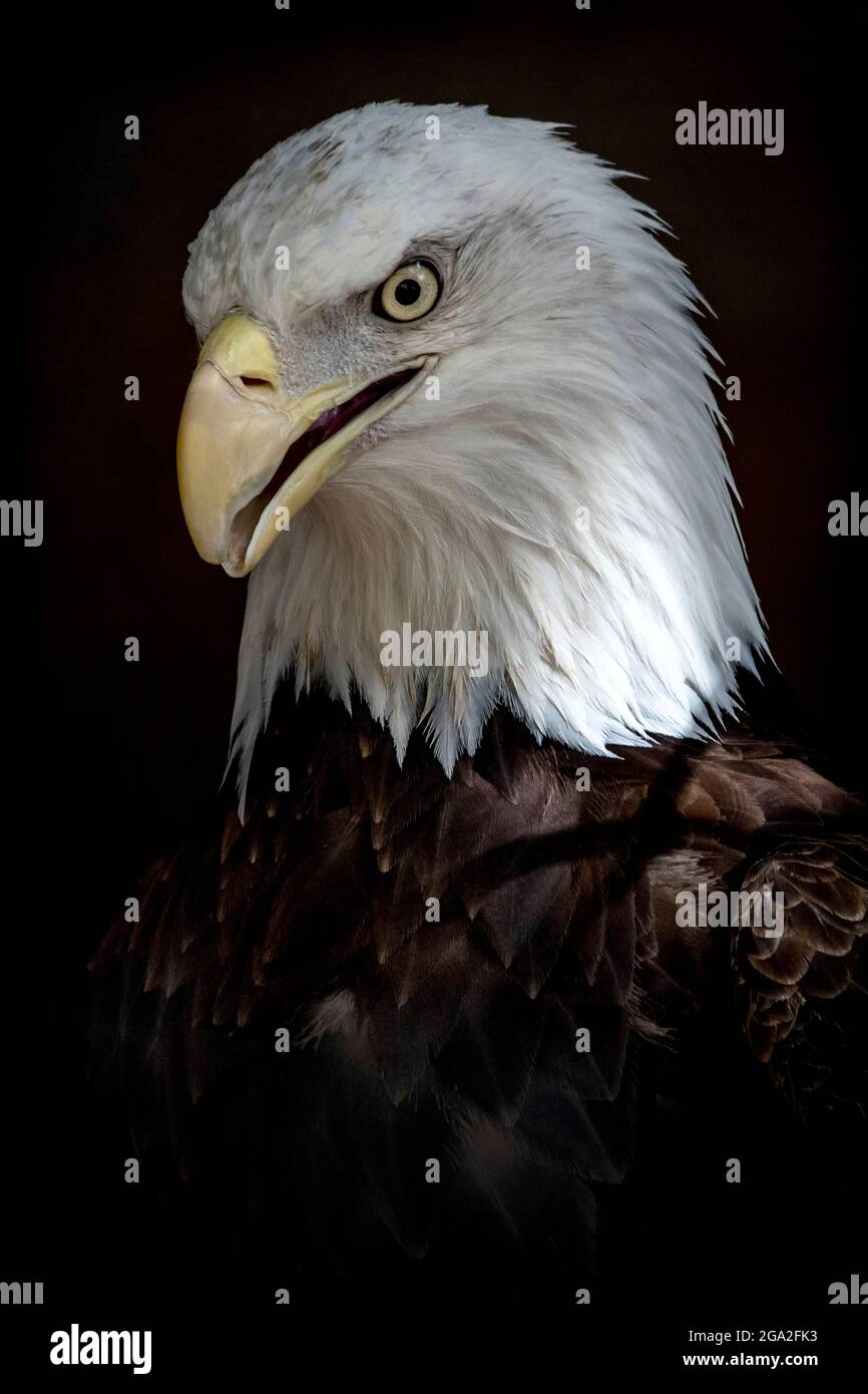 Portrait of a side profile of a Bald eagle (Haliaeetus leucocephalus) on a black background; Nebraska, United States of America Stock Photo