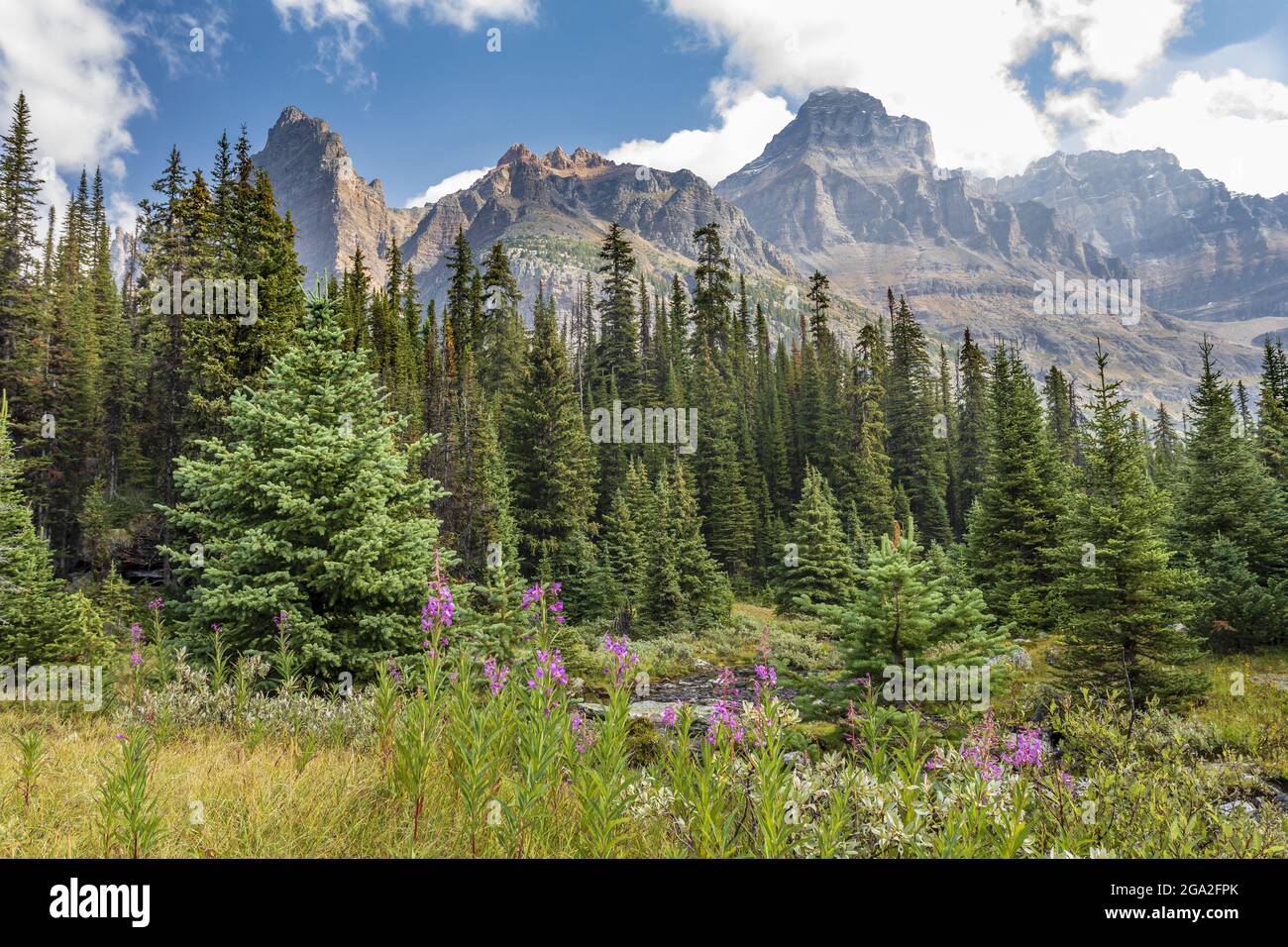 Wildflowers british columbia hi-res stock photography and images - Alamy