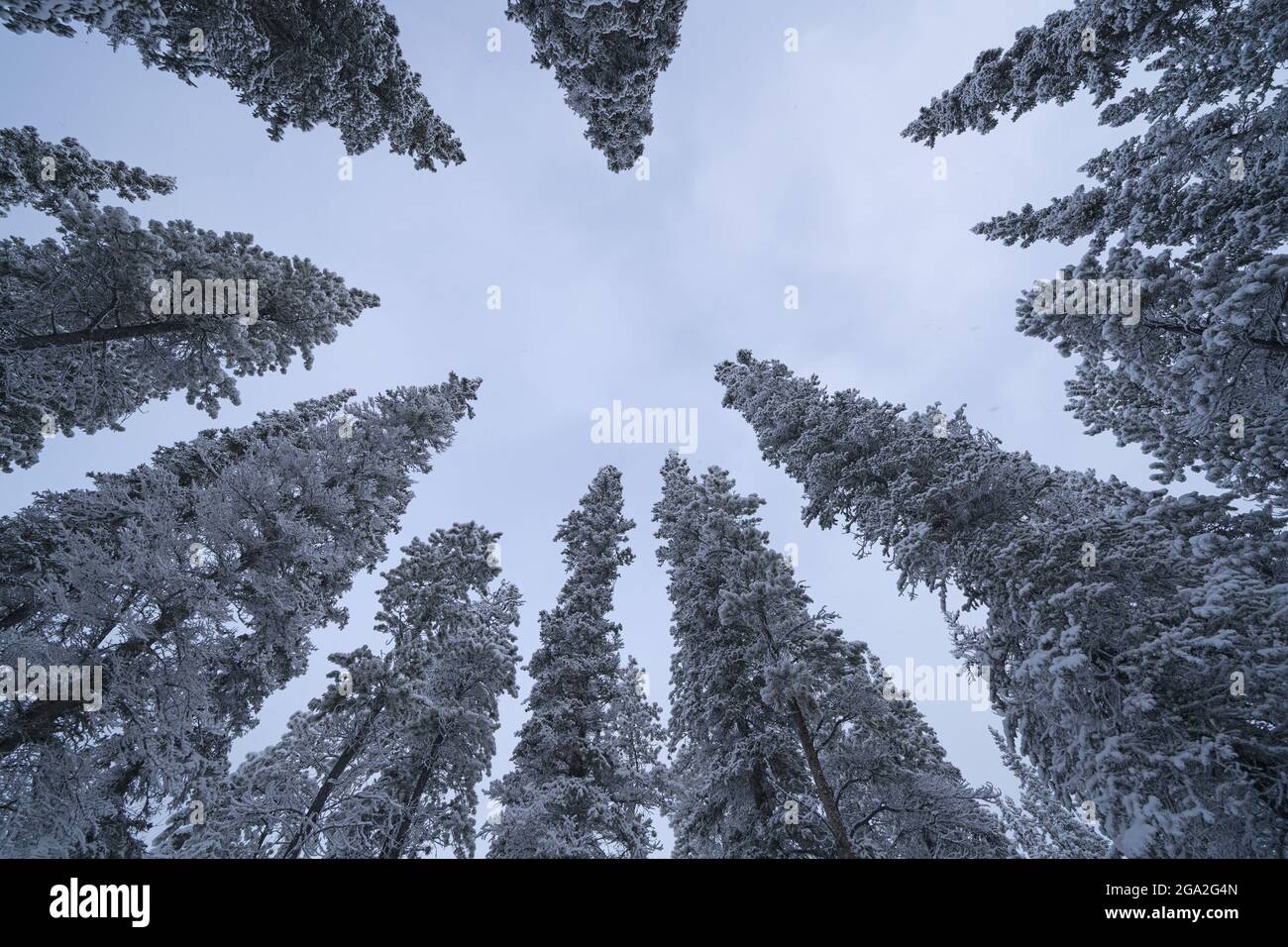 Low angle view of snow covered conifers surrounding the blue sky on a cold winter day; Whitehorse, Yukon, Canada Stock Photo