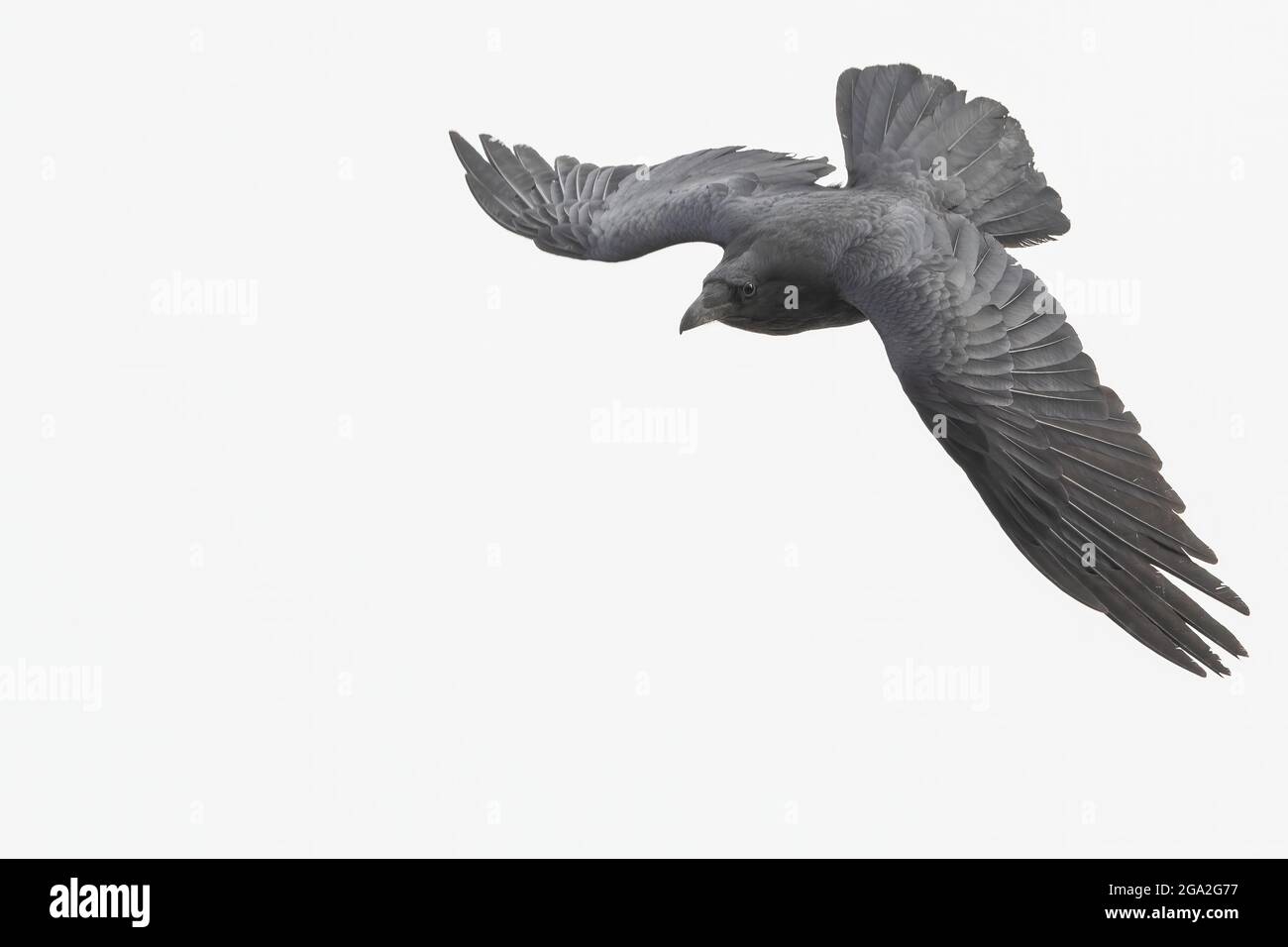 Close-up portrait of a common raven (Corvus corax) flying around Whitehorse and swooping down looking for food in a high key sky Stock Photo