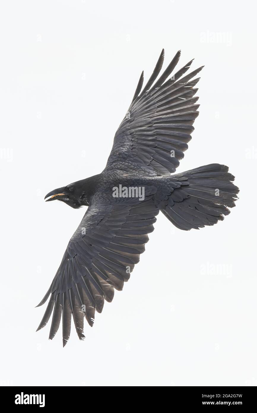 Close-up portrait of a common raven (Corvus corax) flying around Whitehorse in a high key sky; Whitehorse, Yukon, Canada Stock Photo