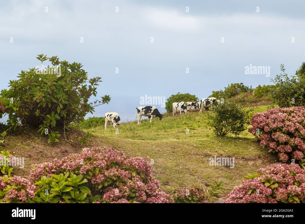Holstein cows (Bos taurus taurus) grazing in a field next to flowering bushes; Sao Miguel Island, Azores Stock Photo