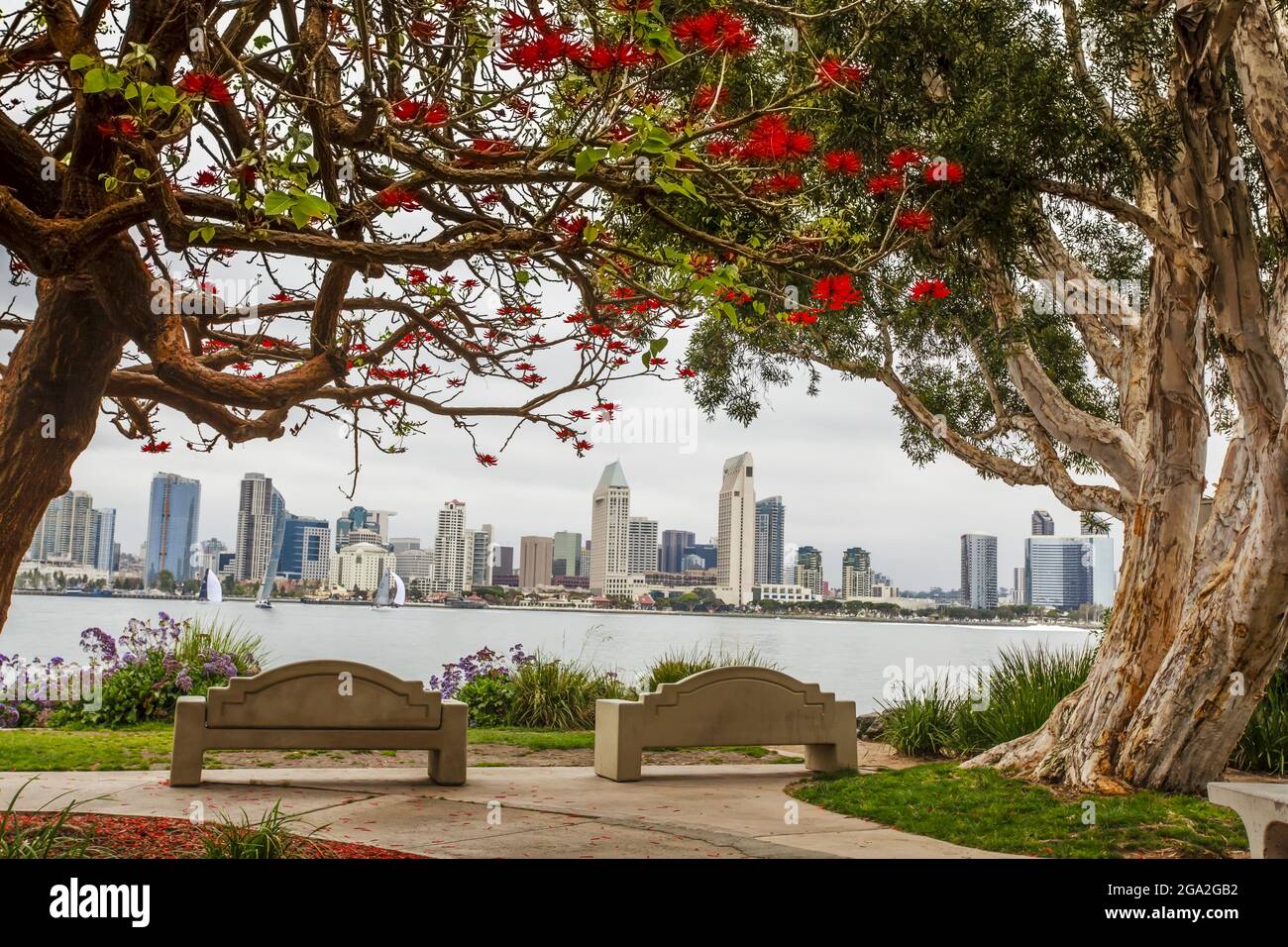 Park benches under a coral tree (Erythrina) looking toward the San Diego skyline from across the Bay; San Diego, California, United States of America Stock Photo