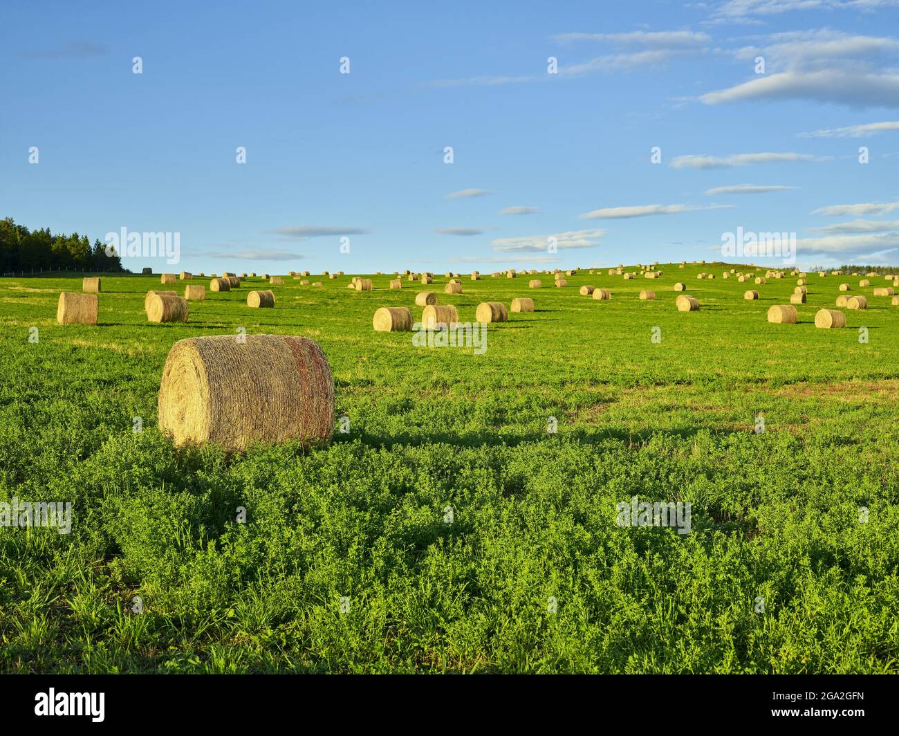 Rolled hay bales dotting the prairie farmland after harvest; Canada Stock Photo
