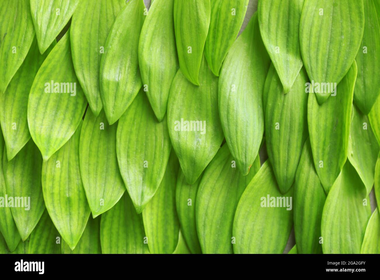 Background with fresh green leaves, close up Stock Photo - Alamy