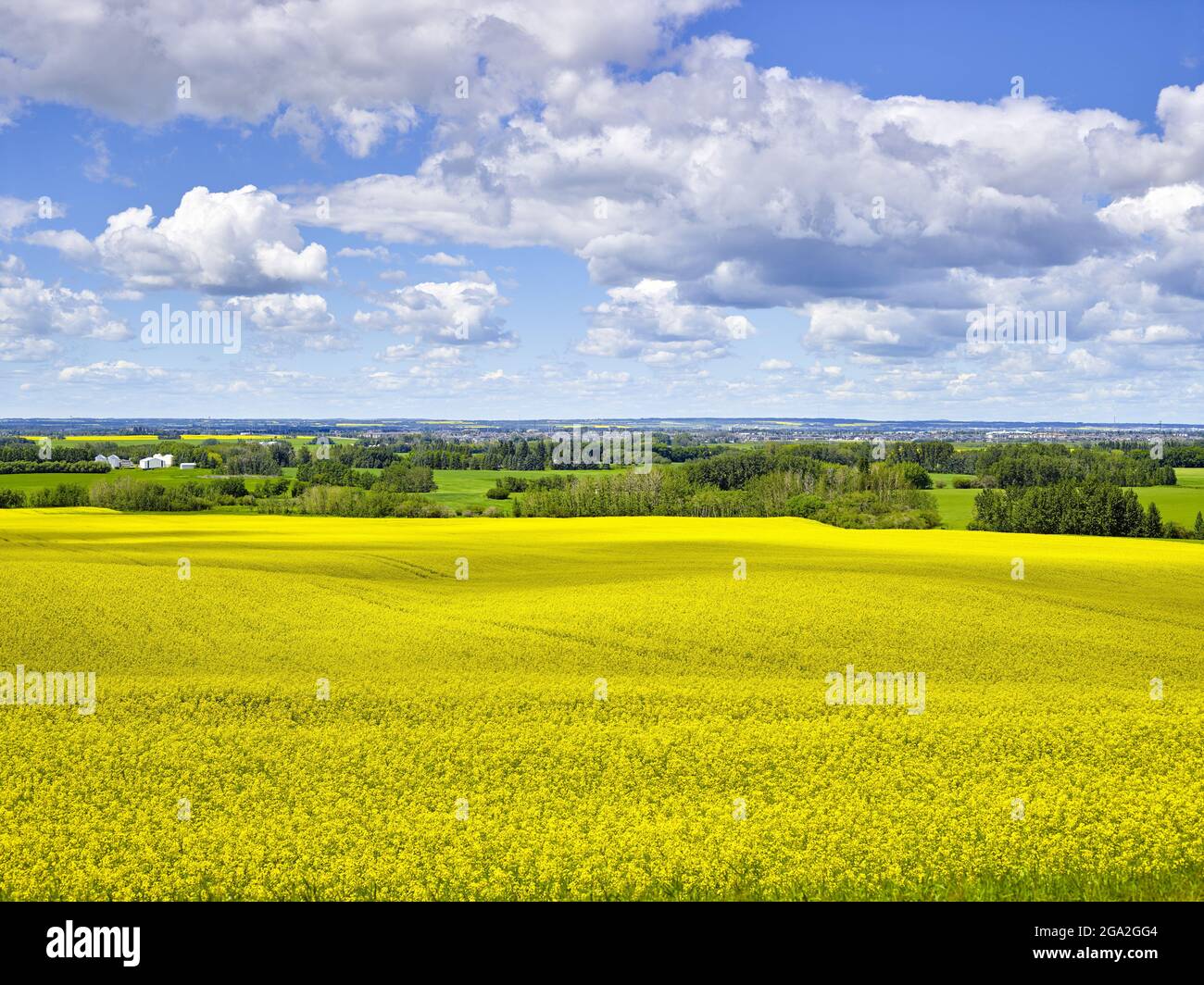 Vibrant yellow canola field with the prairie landscape stretching out to the horizon under a cloudy, blue sky; Alberta, Canada Stock Photo