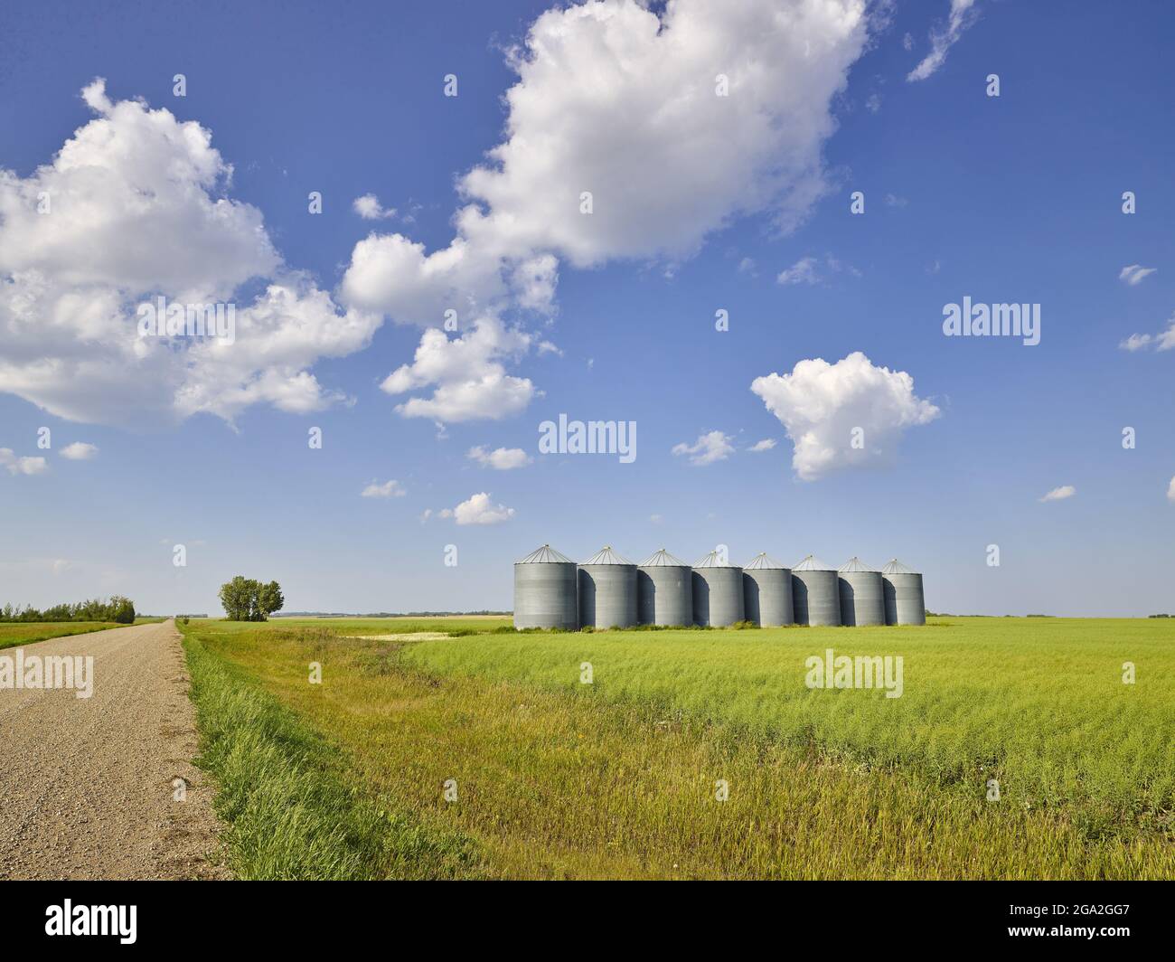 Zimmerman Road Country Farm with a row of grain storage bins in the middle of a green, grassy field of hay next to a dirt road Stock Photo