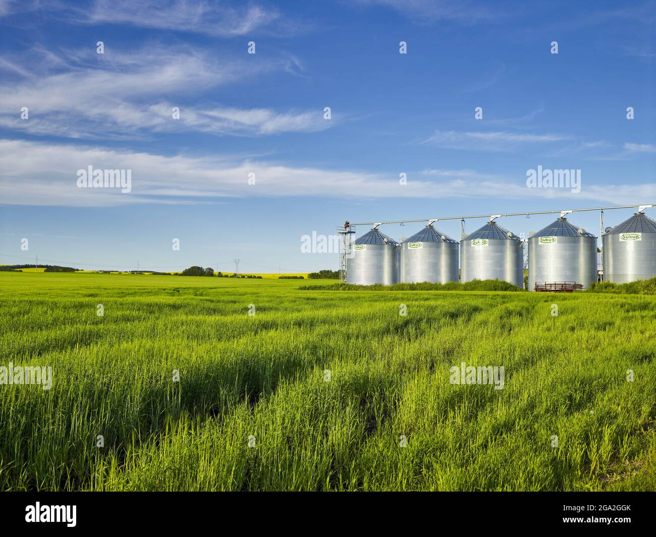 Sunlight reflecting on a row of grain storage bins in a green, grassy field of hay with a blue sky; Alberta, Canada Stock Photo