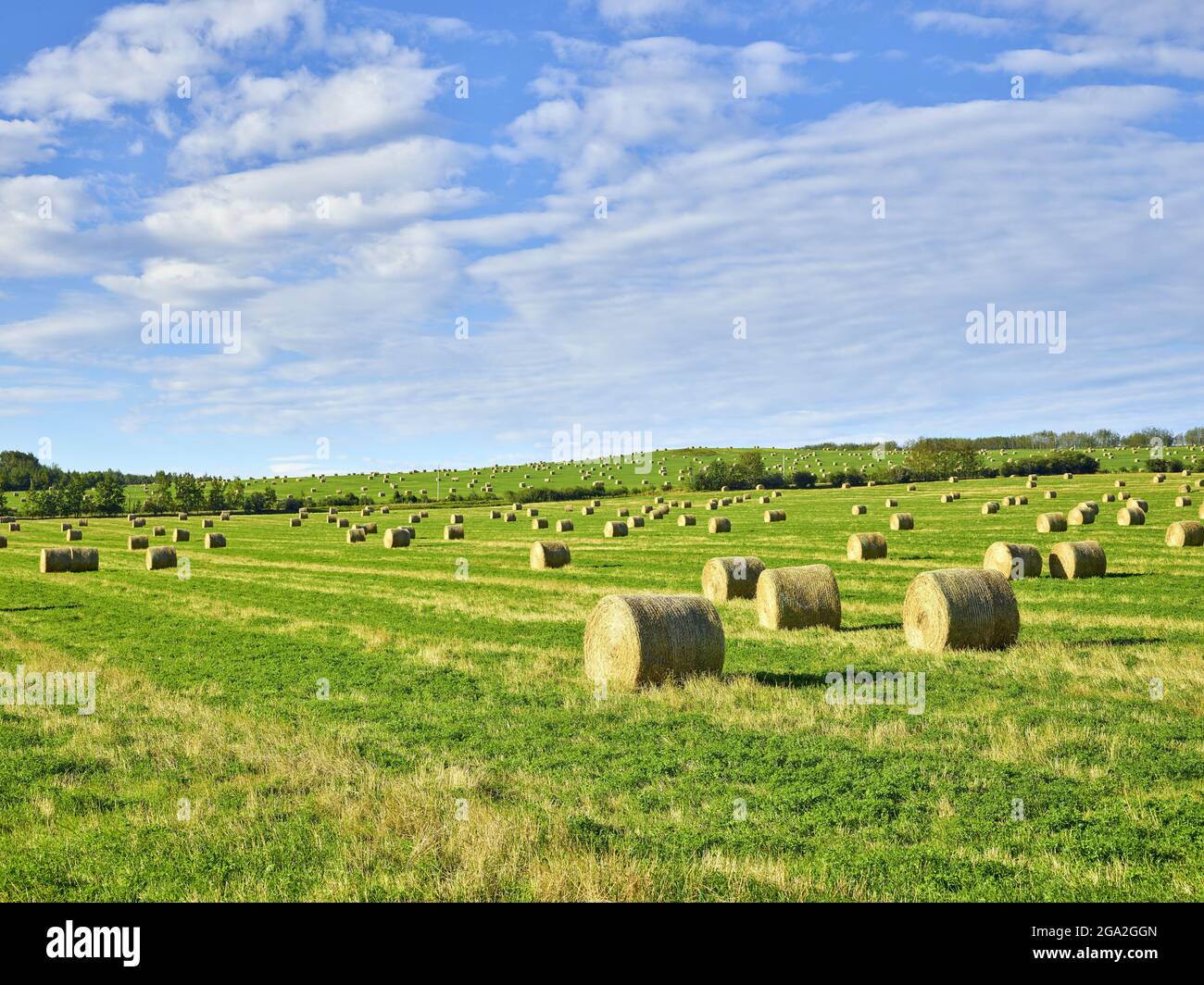 Rolled hay bales dotting the prairie farmland after harvest; Fort St John, British Columbia, Canada Stock Photo
